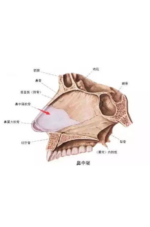 耳软骨鼻中隔肋软骨自体骨隆鼻如何选择