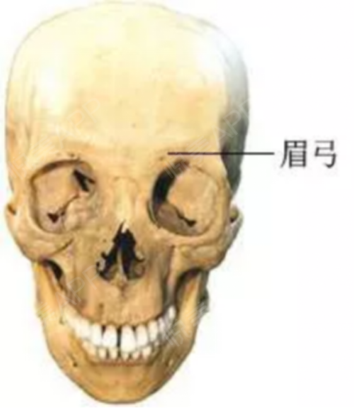 眉弓由外而外的结构层次为皮肤,皮下组织以及额肌和骨骼,脂肪组织较少