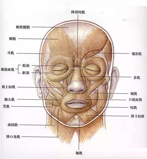 五官越大肌肉运动幅度越大,牵拉力量强,产生的表情纹就比小五官的人更