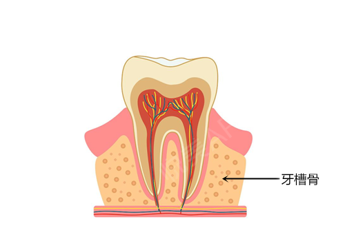 牙齿缺失之后,牙槽骨就开始萎缩了吗?