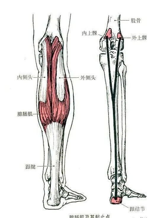 明明是同款脚踝为啥郭碧婷一张神颜毁在金刚小腿上杨幂