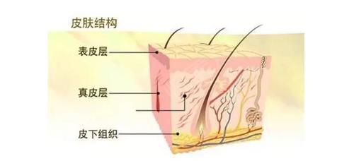 加湿器可以给皮肤补水吗皮肤各个层次缺水会引发哪些