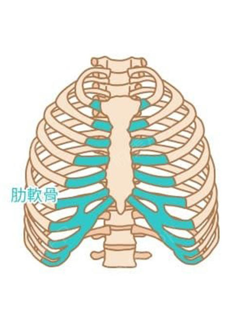 67肋骨和肋软骨你分清了吗